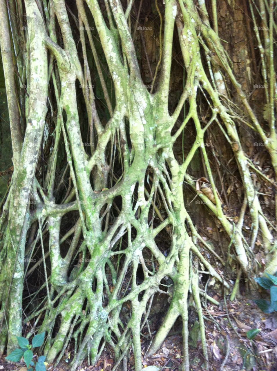 Growth. The vines encasing a tree near Waimea Falls, HI