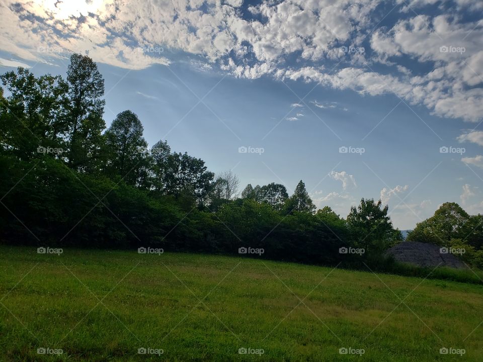 Green grass, trees and blue sky with white clouds