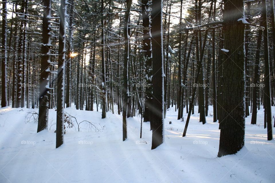 Walking in a Winter Wonderland