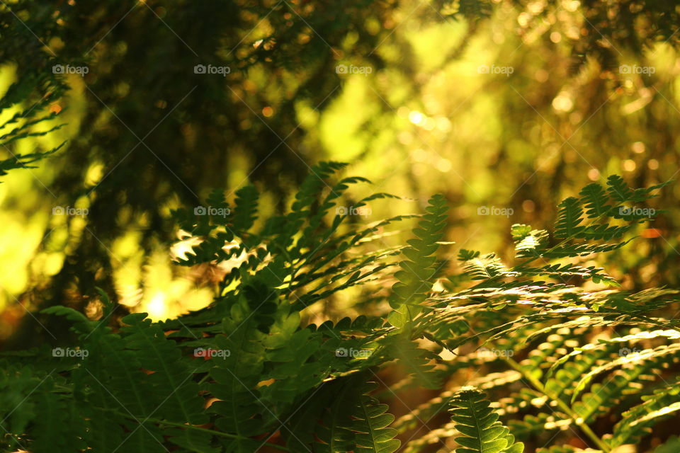 The sunset peaking through the trees