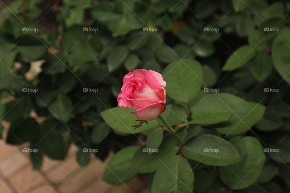 Flower, Nature, No Person, Leaf, Rose