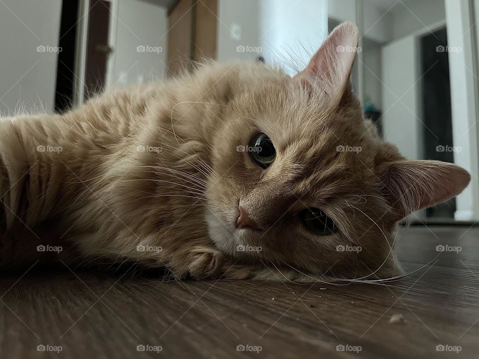Ground view of beautiful sweet beige fluffy cat looking Into camera 