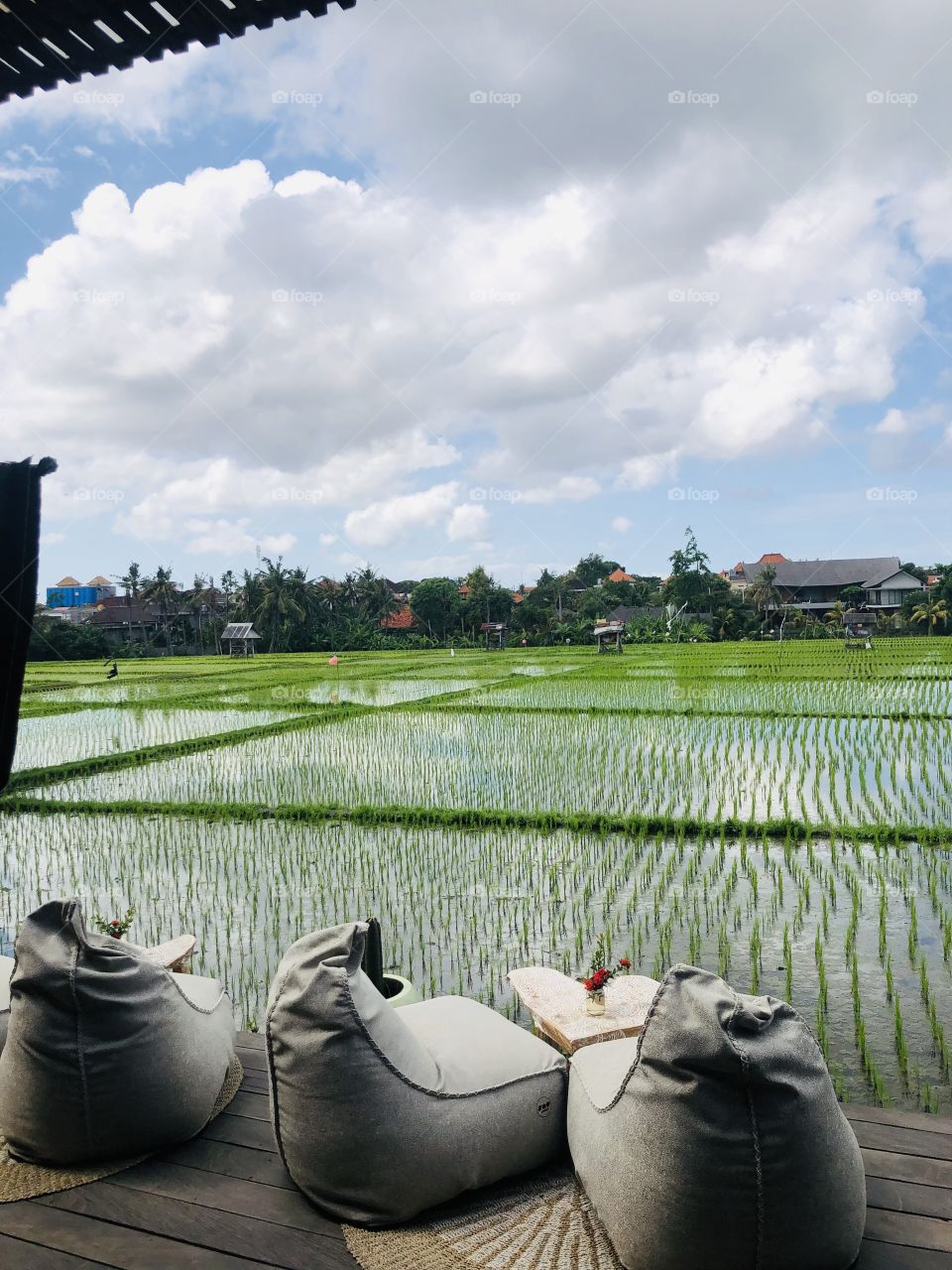 Rice Paddies 