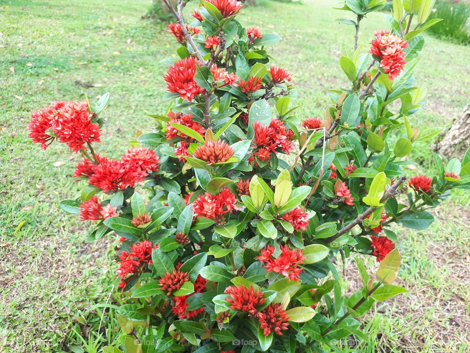 beautiful red flowers in the garden