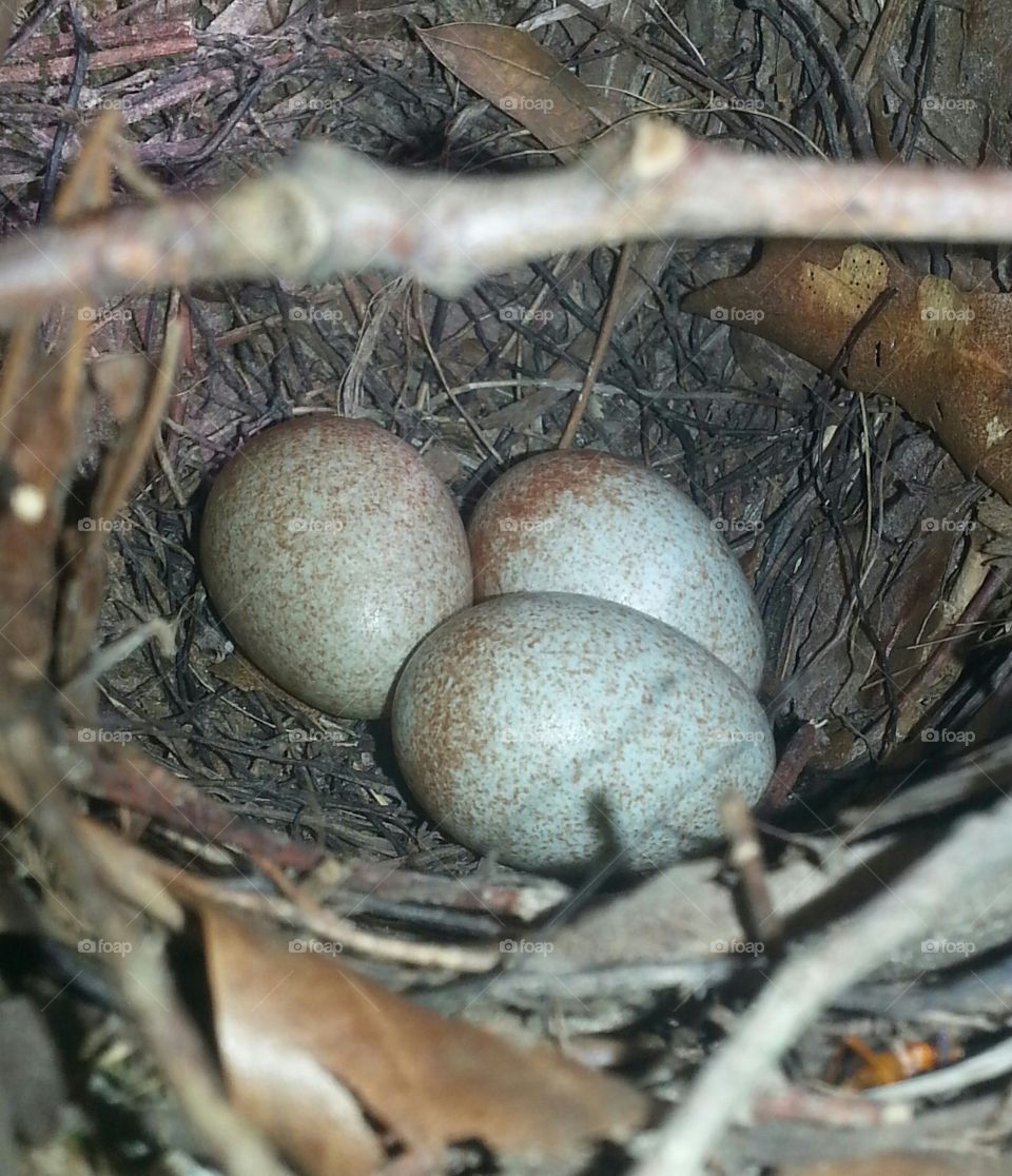 bird eggs