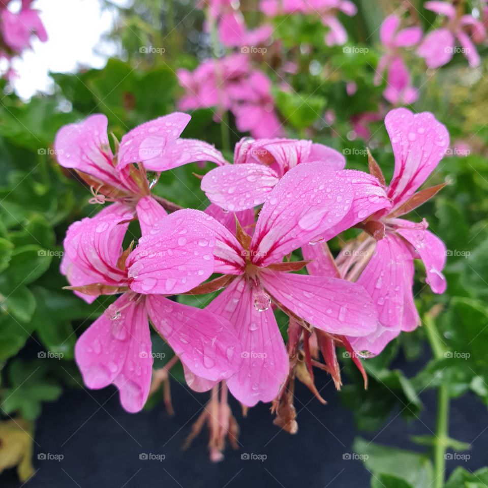 Pink geranium after the rain
