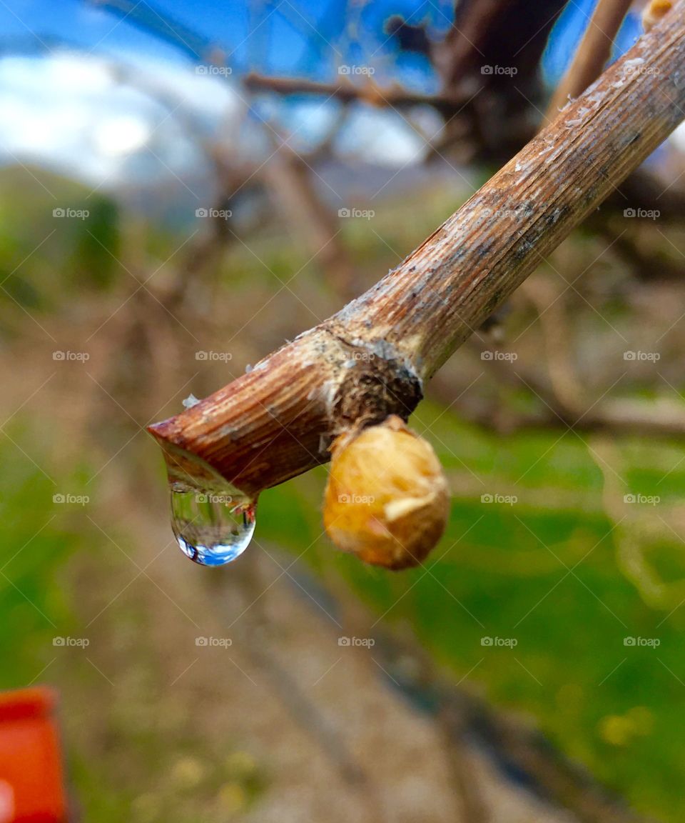 Close-up of raindrop on branch