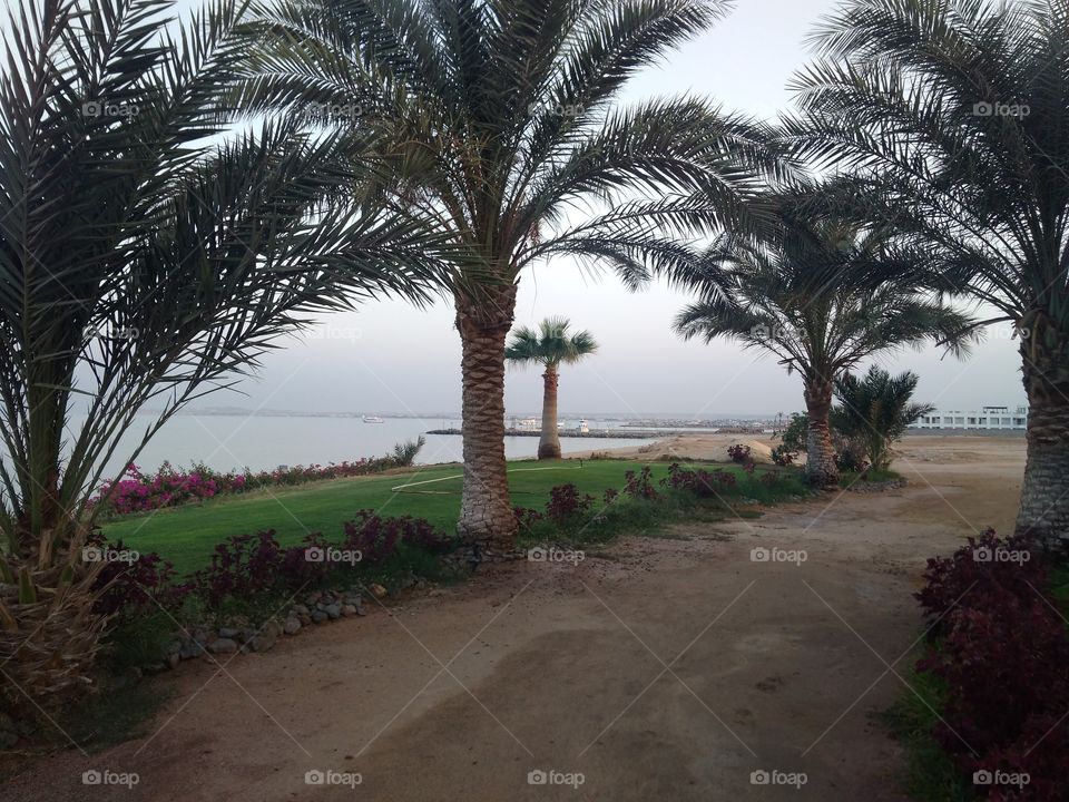 Palms. Egypt