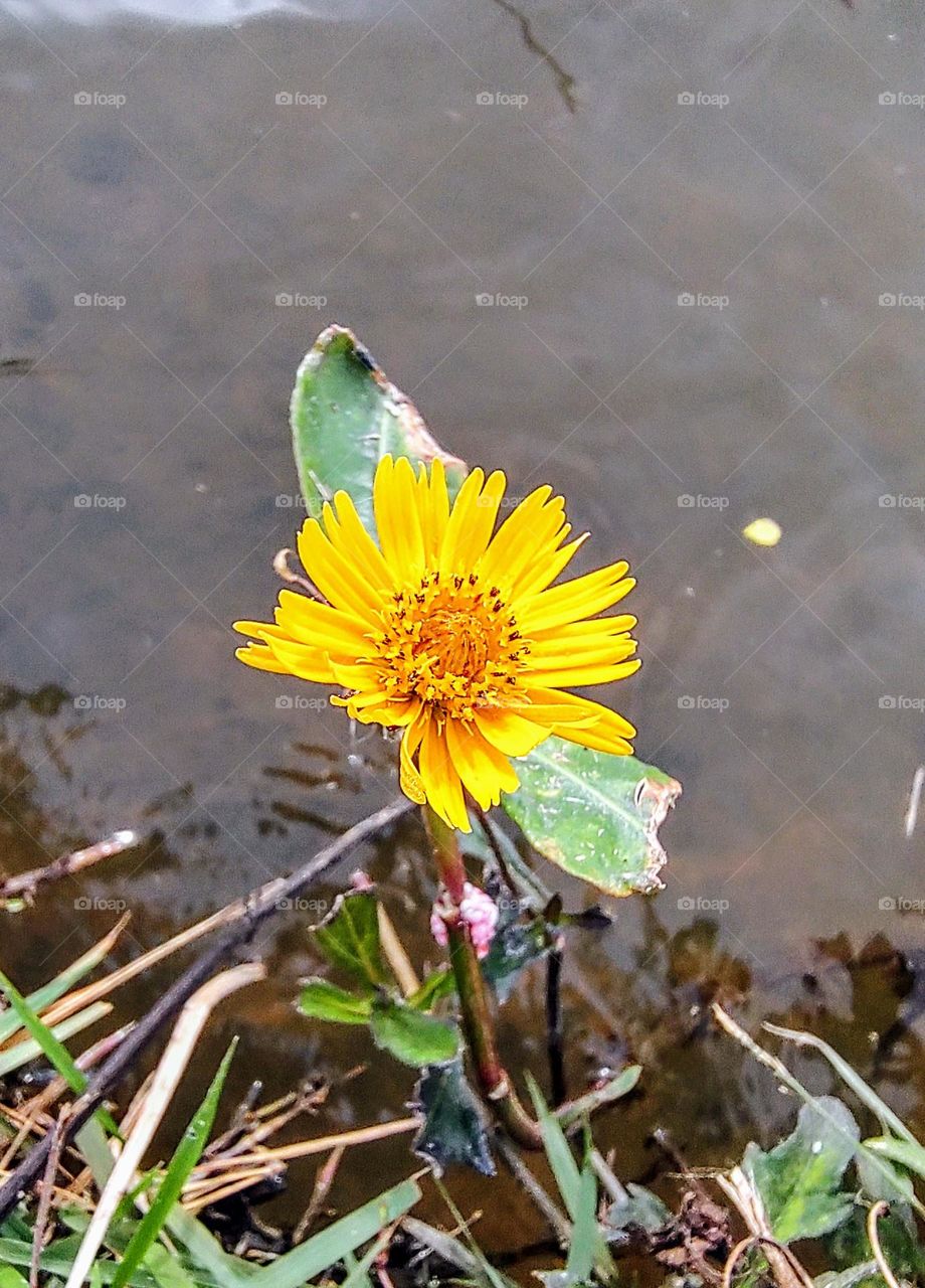 Parque do Mirim Indaiatuba