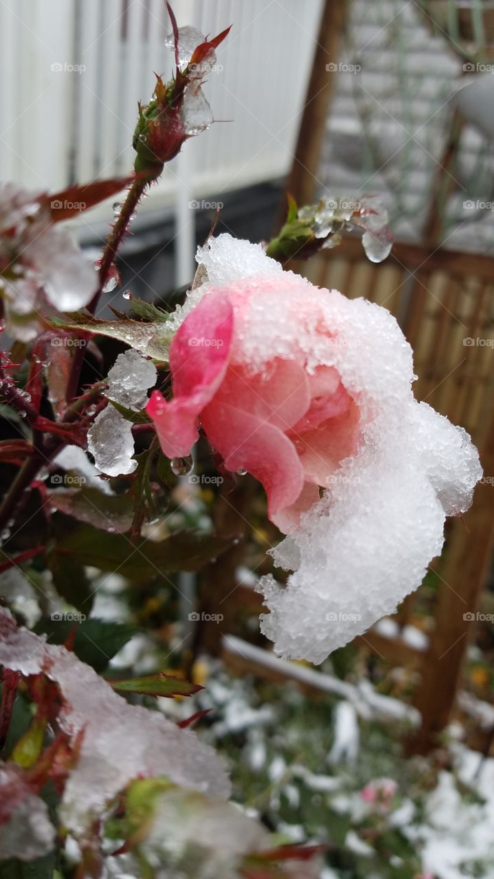 pink rose in the snow