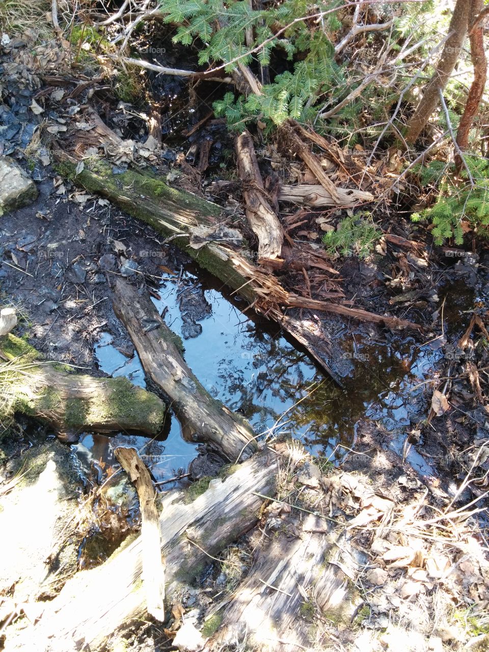 After Rain. A picture of the result of rain along a hike.