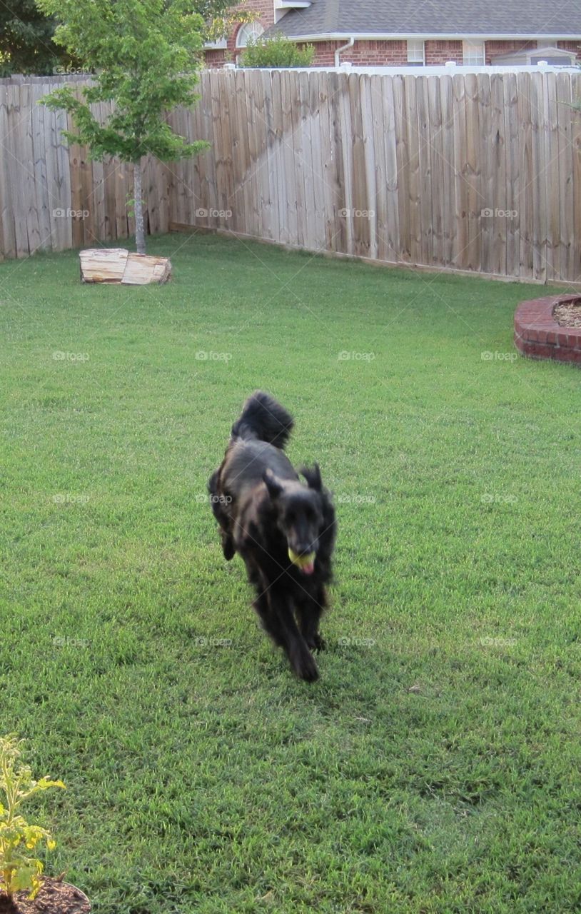 Black dog playing ball 