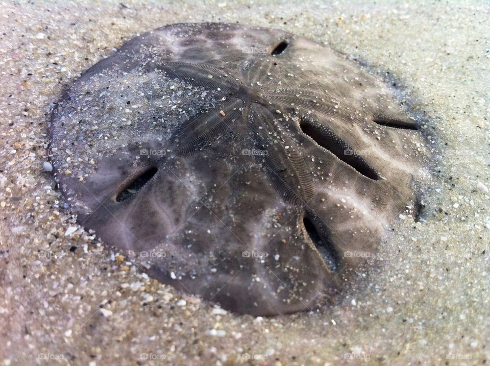 Sand Dollar