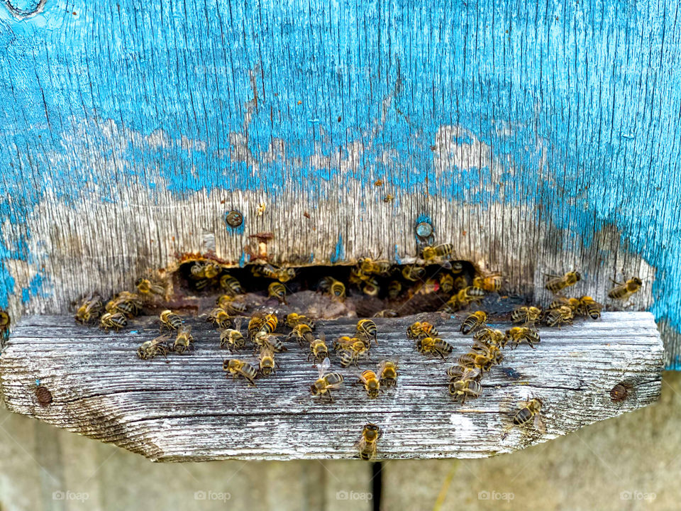 Bees house 