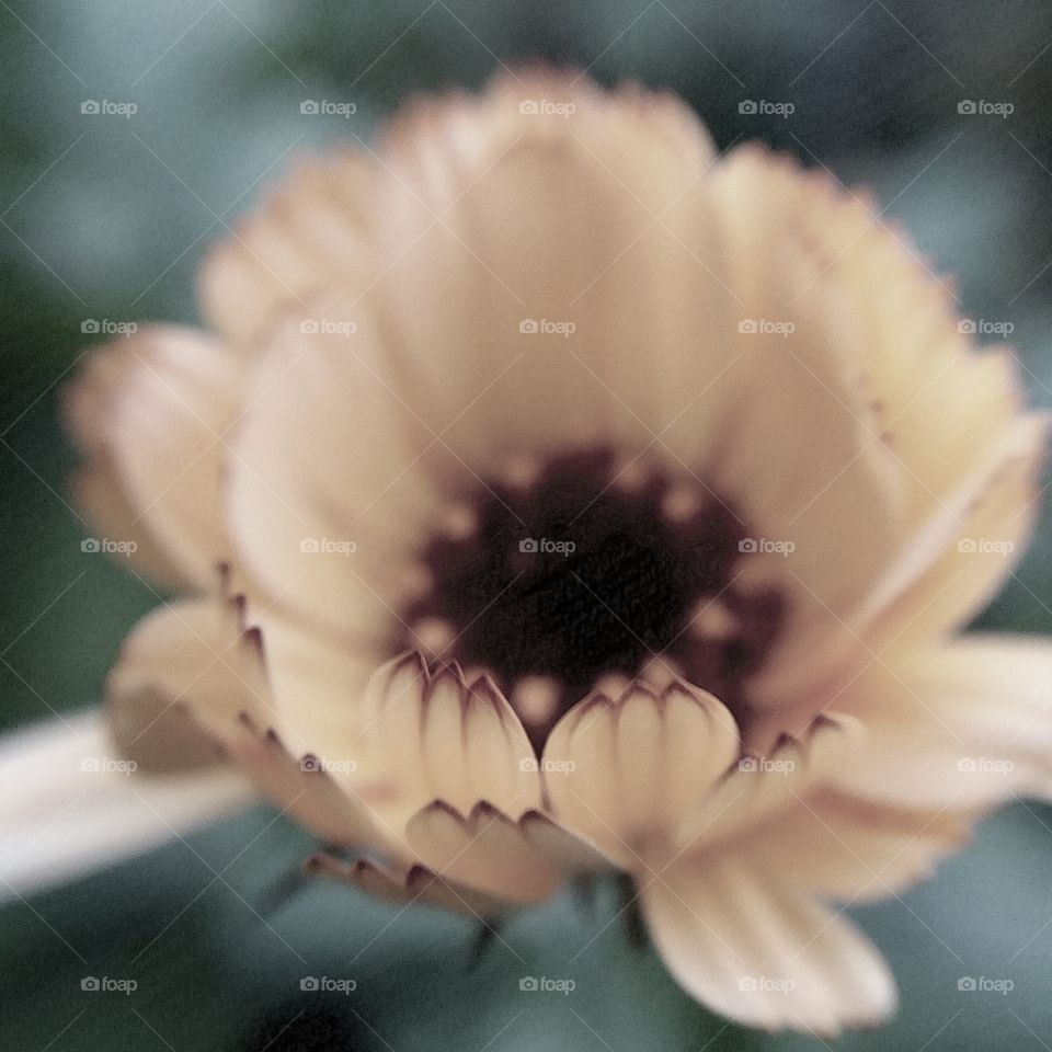 calendula close-up