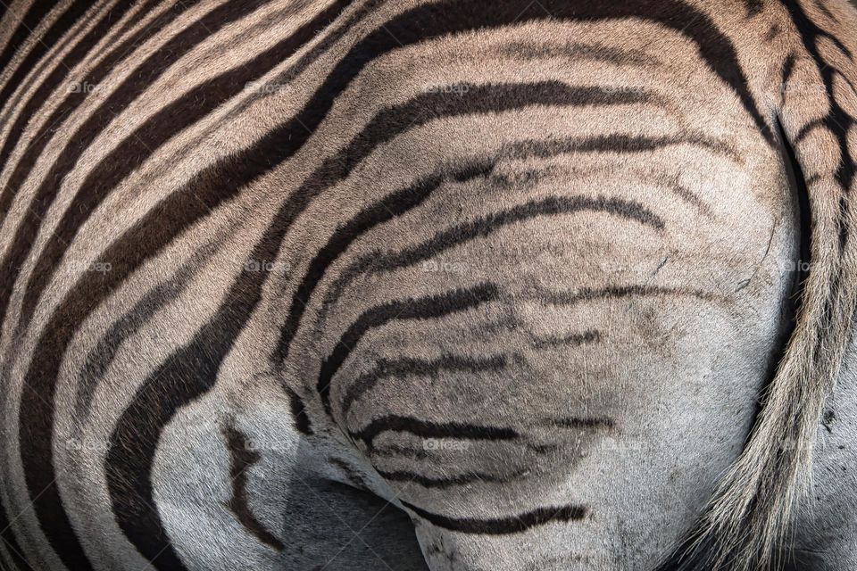 African Zebra Skin Stripes 