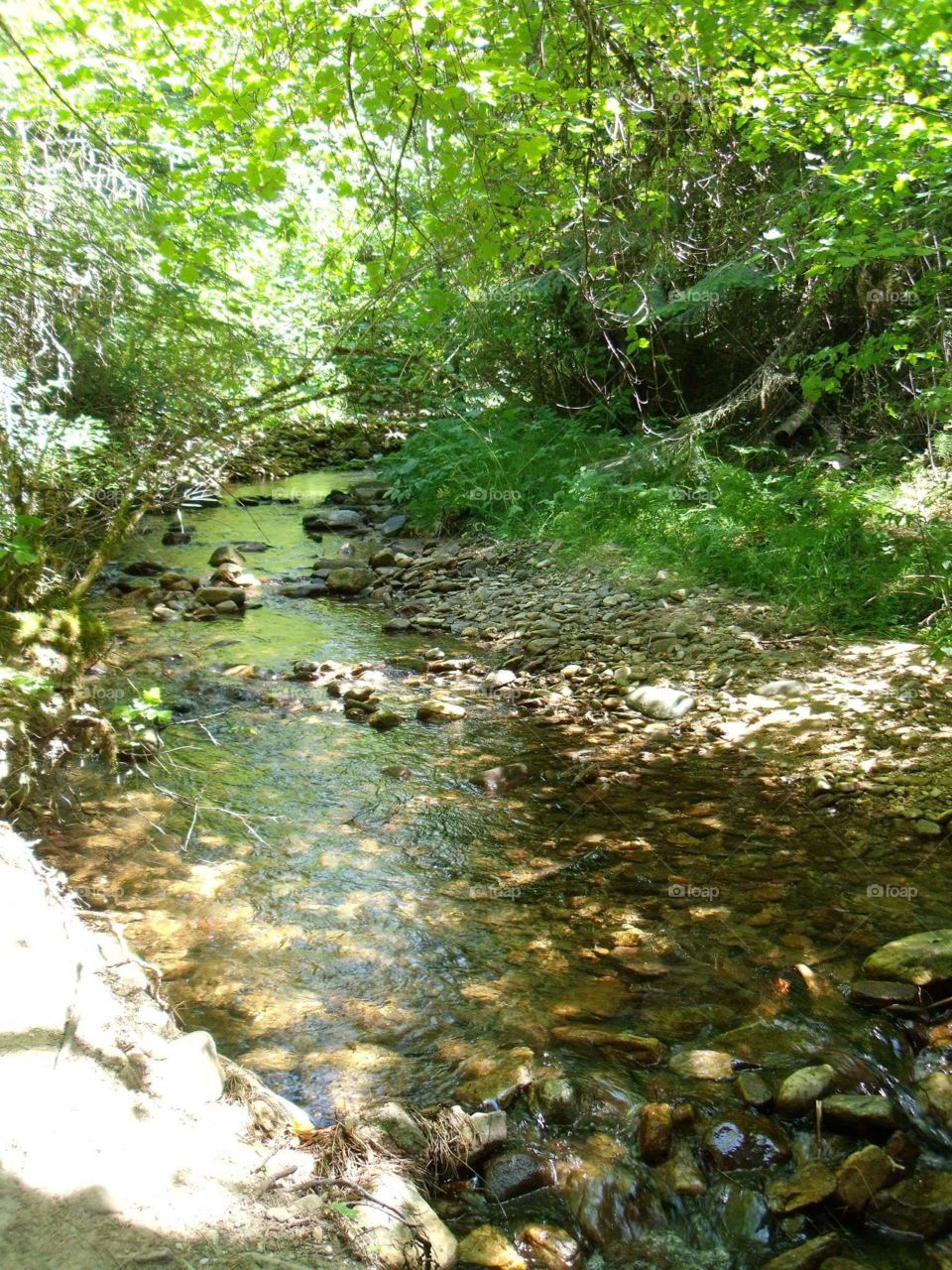 River flowing through forest