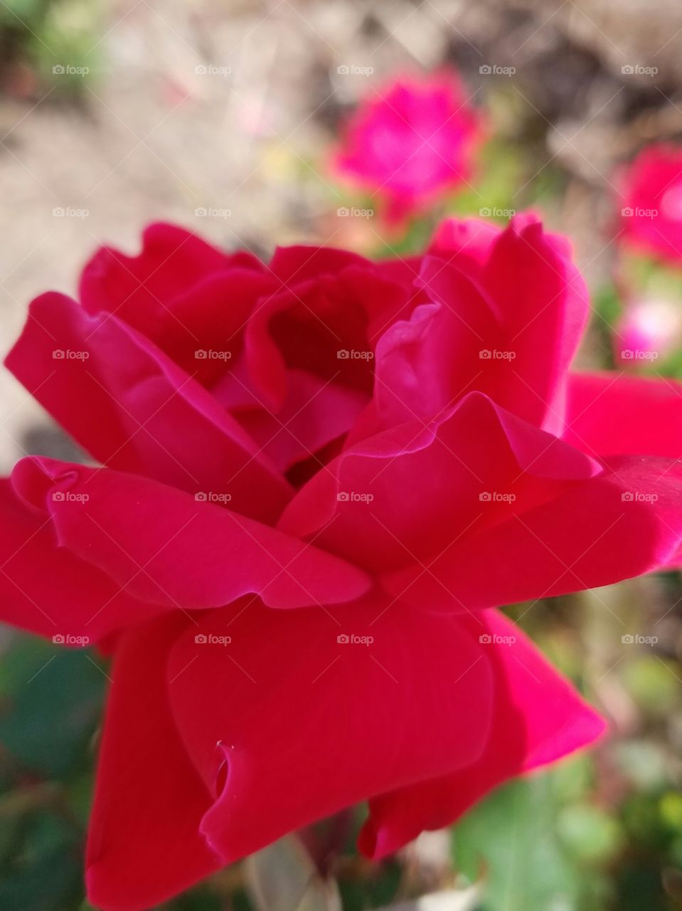 red rose