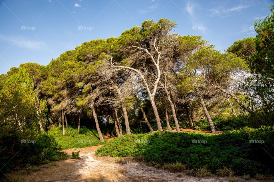Leaning trees in a small natural reserve park between Can Picafort and Alcudia, Majorca, Balearic Islands, Spain