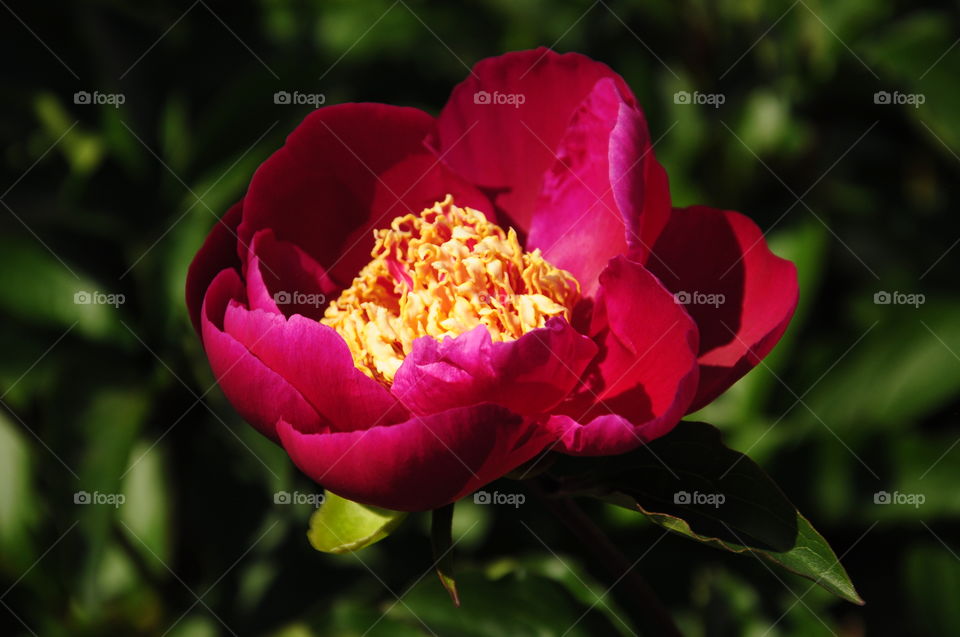 Peony flower 