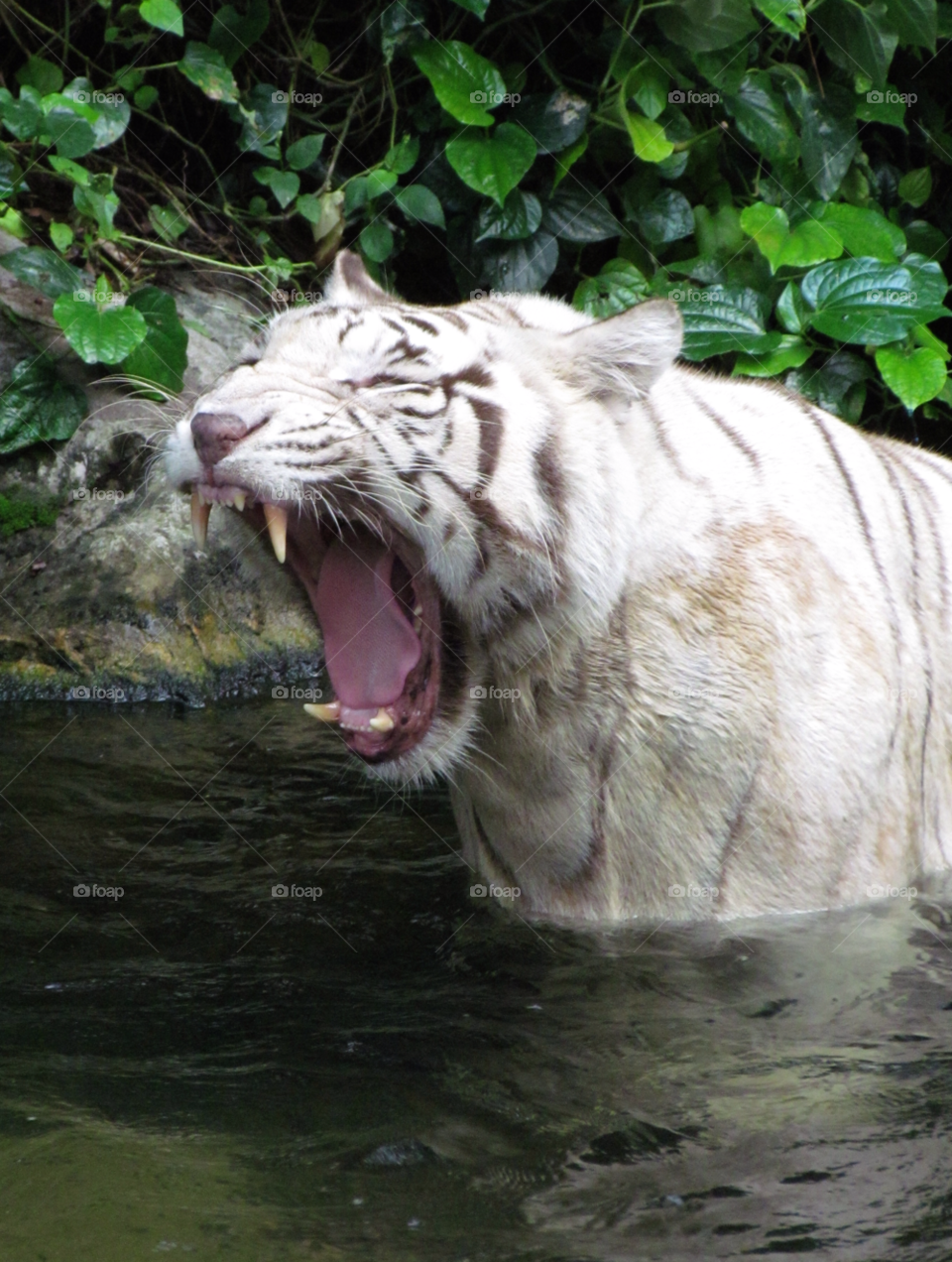 singapore zoo white teeth tiger by luke.twomey85