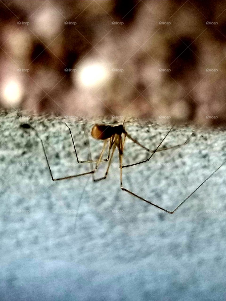 Spiders between the cracks