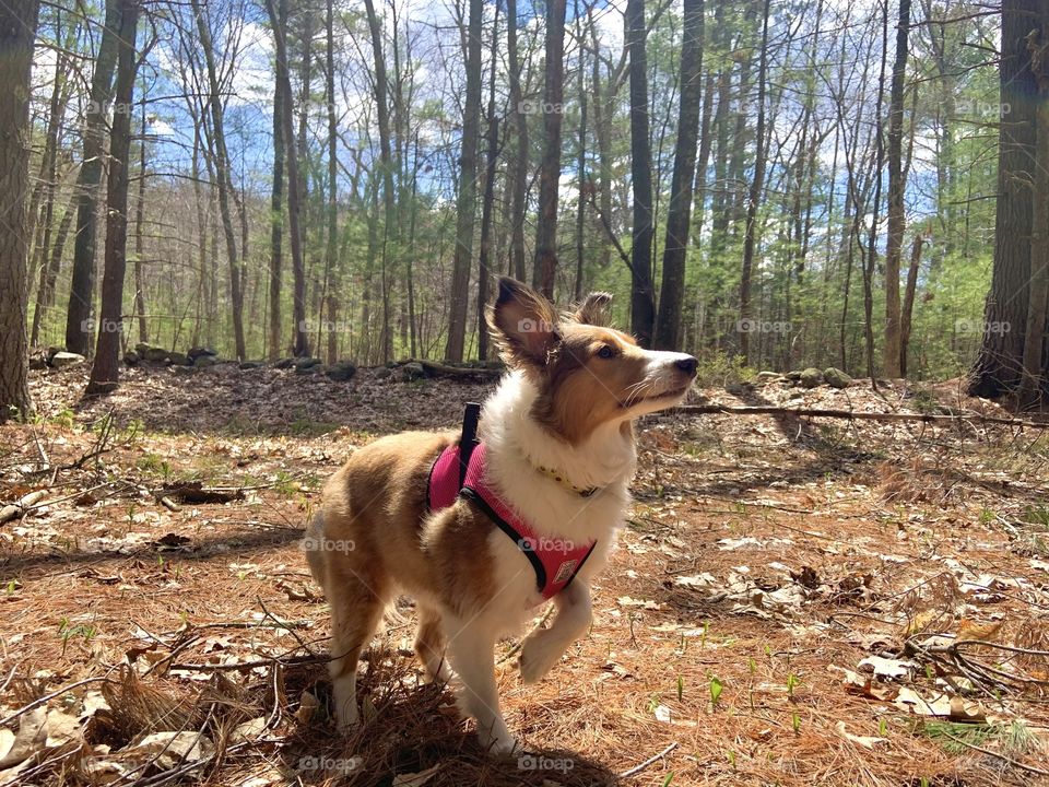 Nature walks with my furry friend