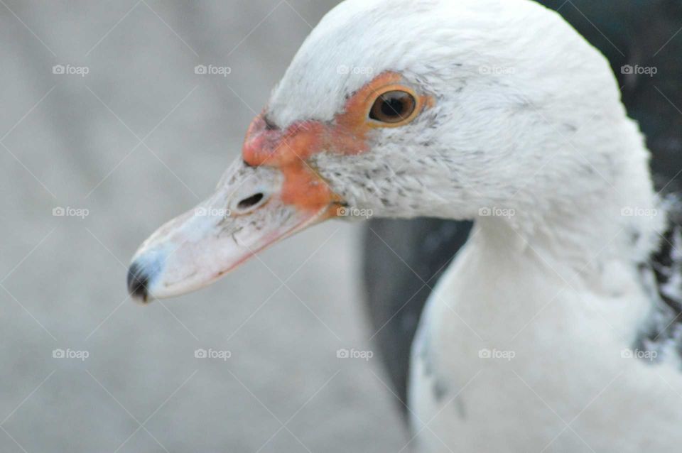 Portrait of a duck