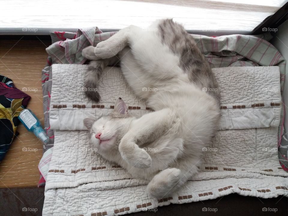 Cute cat sleeping 