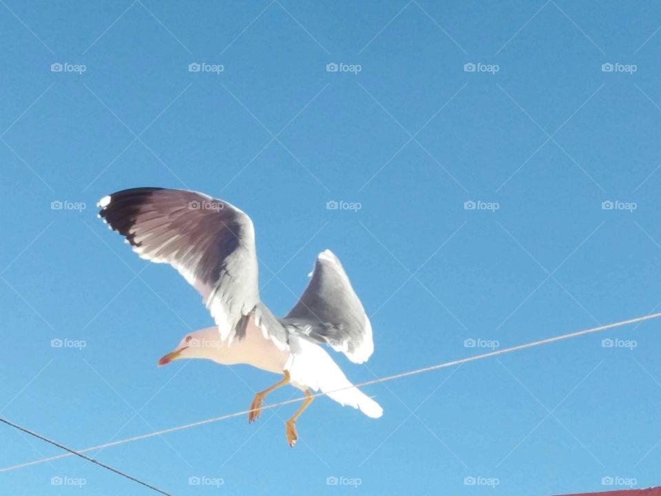 A beautiful seagull flying across the sky.