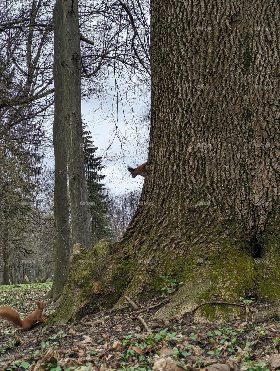 Squirrel's communication