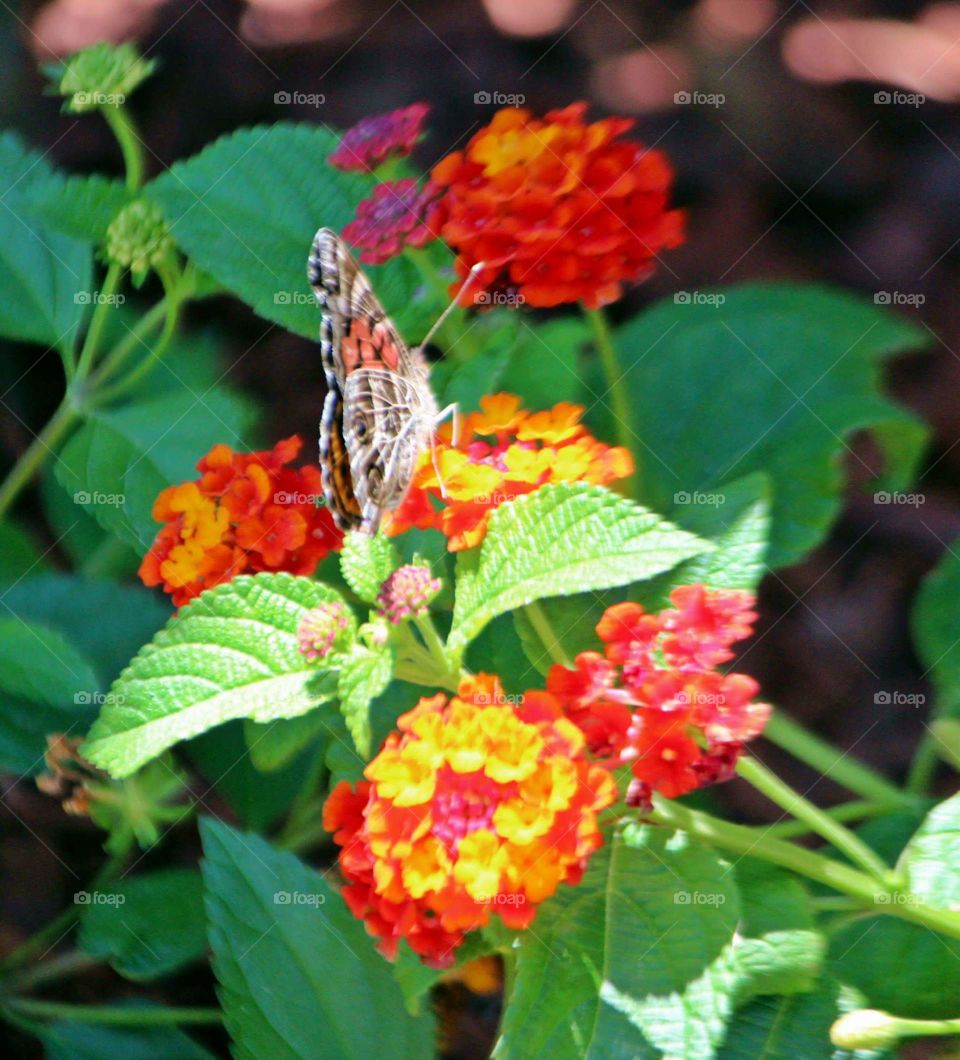 Lantana spring butterflies red plant garden pollinate
