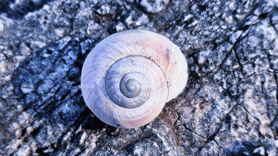 snail
