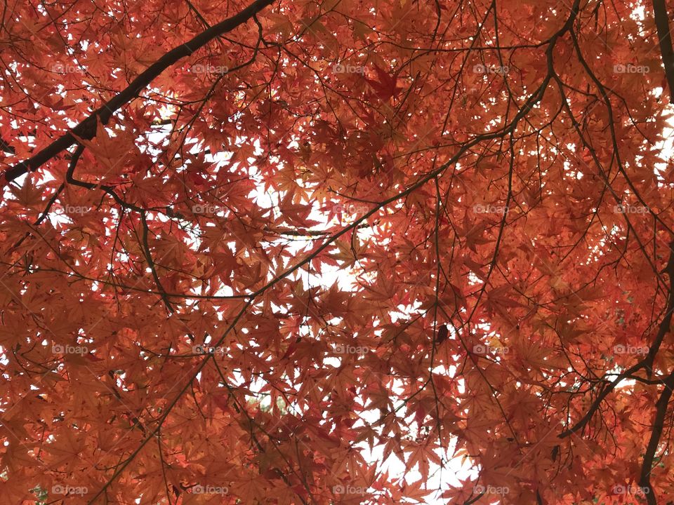 full frame shot of red maple leaves and bright sky, using for background for greeting autumn season