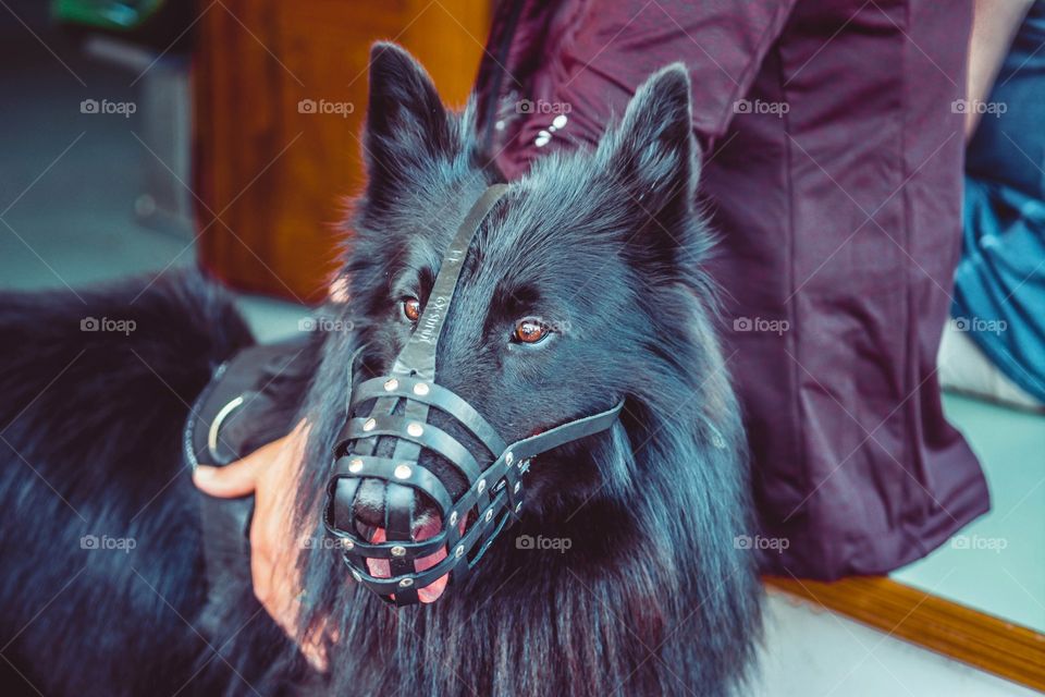 Dog in muzzle with it's owner