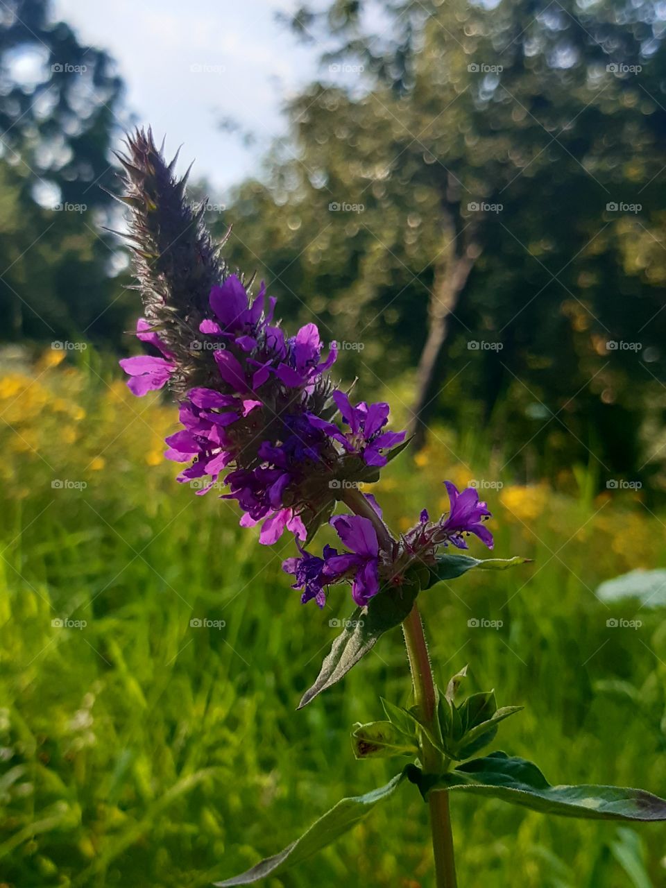 Purple loosestrife