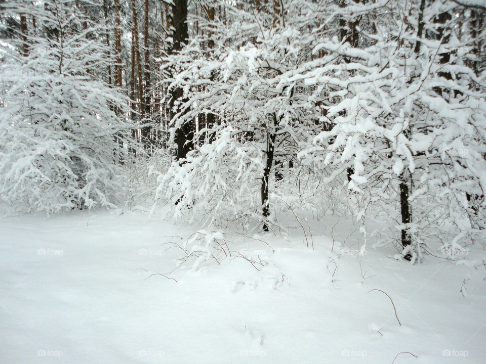 Winter, Snow, Frost, Cold, Wood