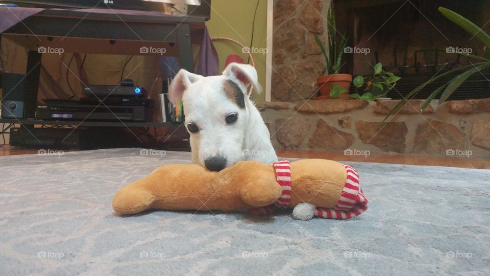cute dog and toy