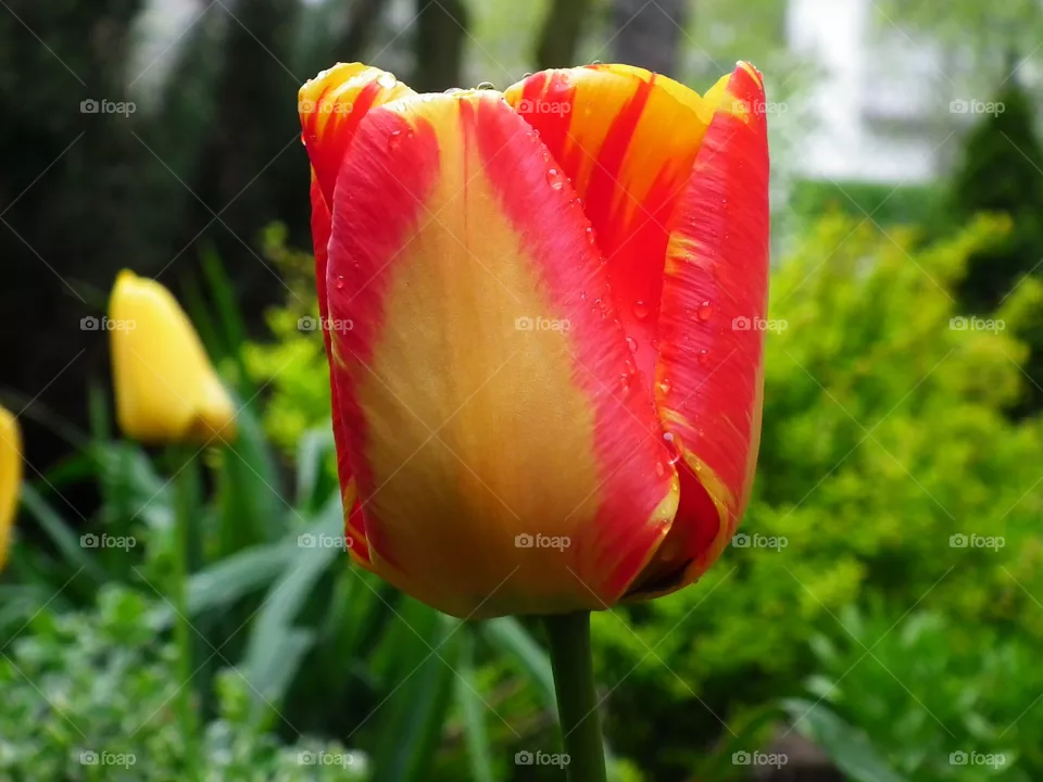 tulip