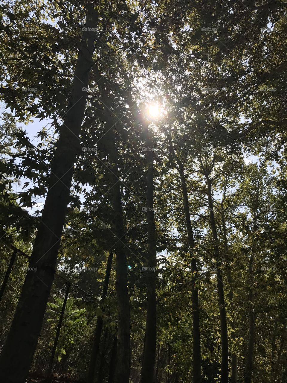 Wood, Fog, Sun, Tree, Mist
