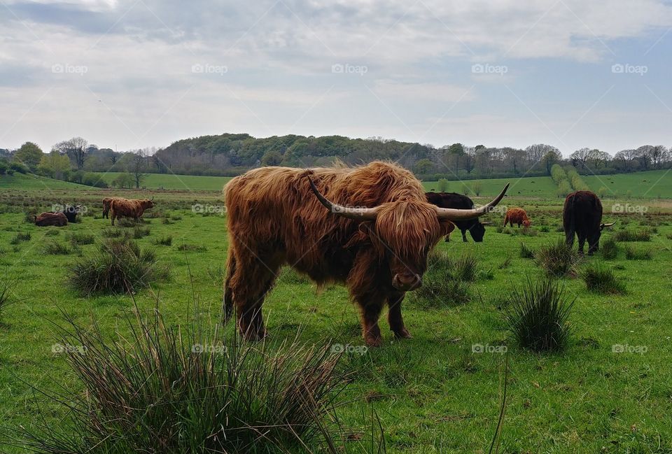 Rind cow bull weide wiese grün bio highland Schottland