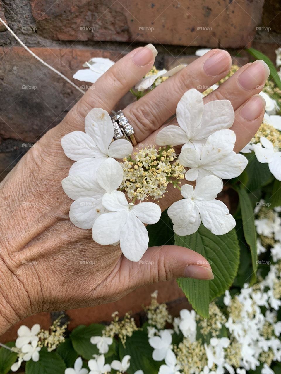 Hands and hydrangea lace flower