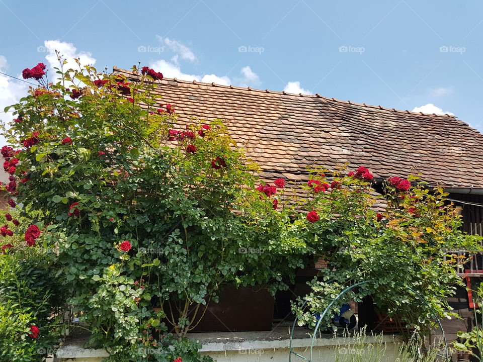 Old barn in red roses