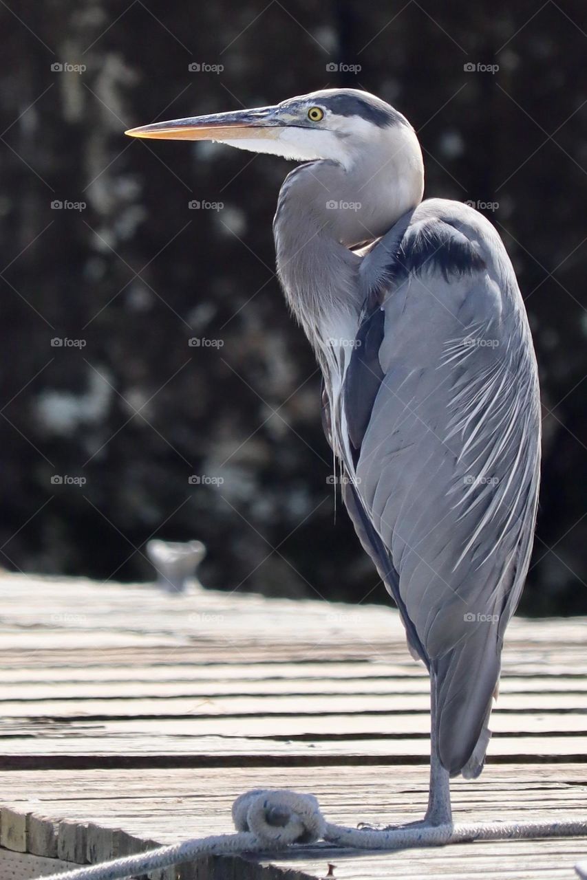 A great blue heron rests dockside on the puget sound near Tacoma Washington on a sunny evening