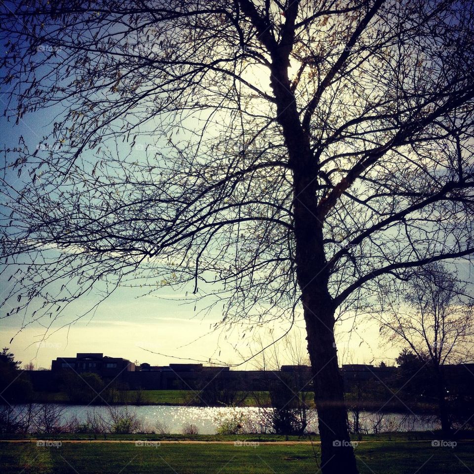 Tree by Pond