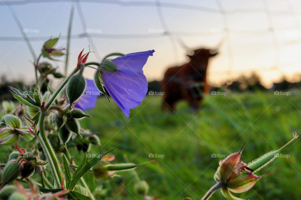 Roses are red, violets are blue...