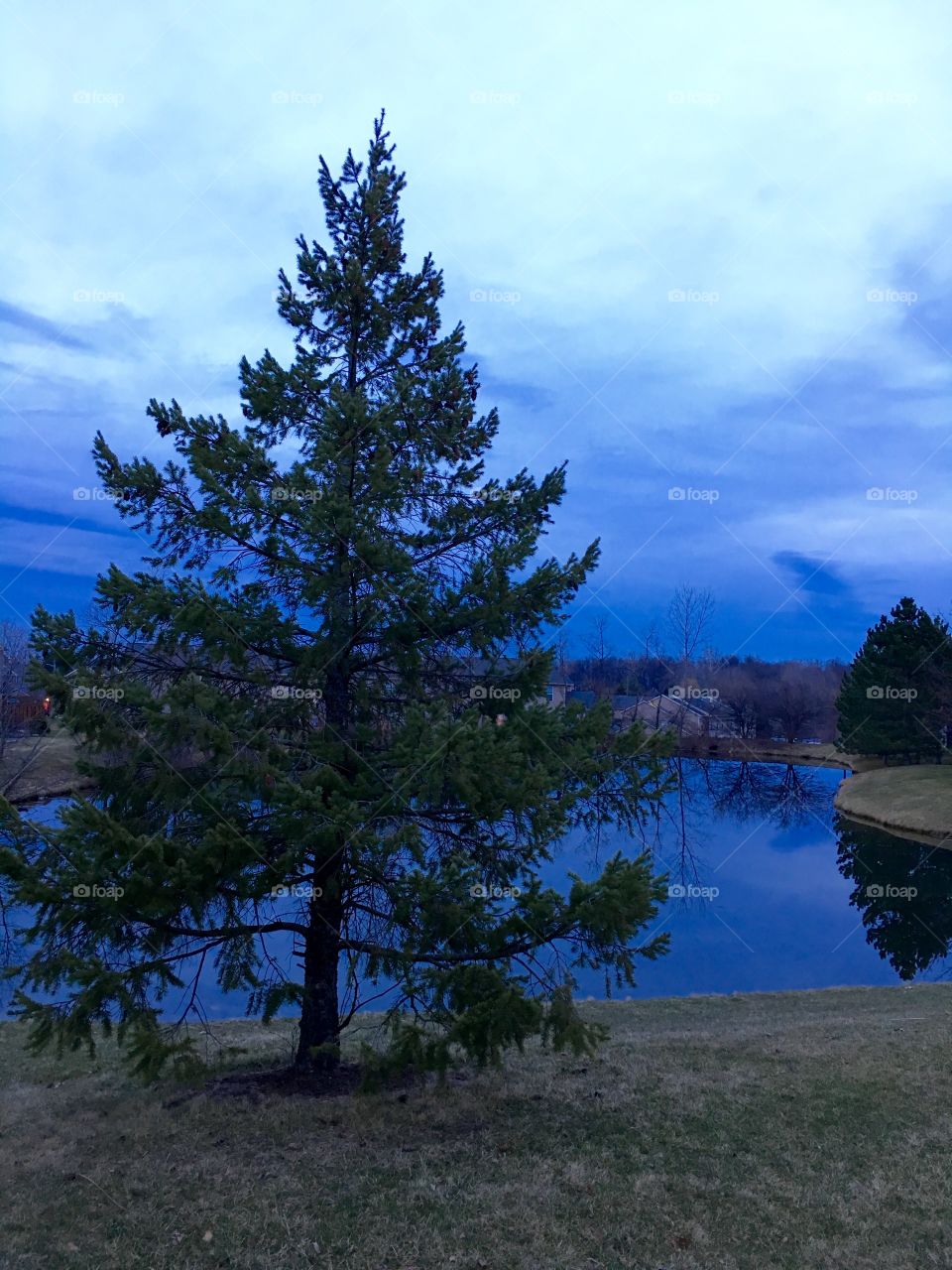 Pine tree at dusk