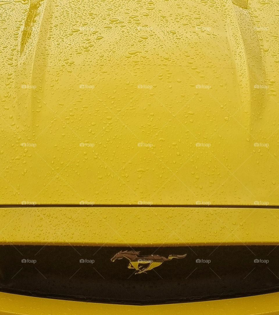 yellow hood of a car