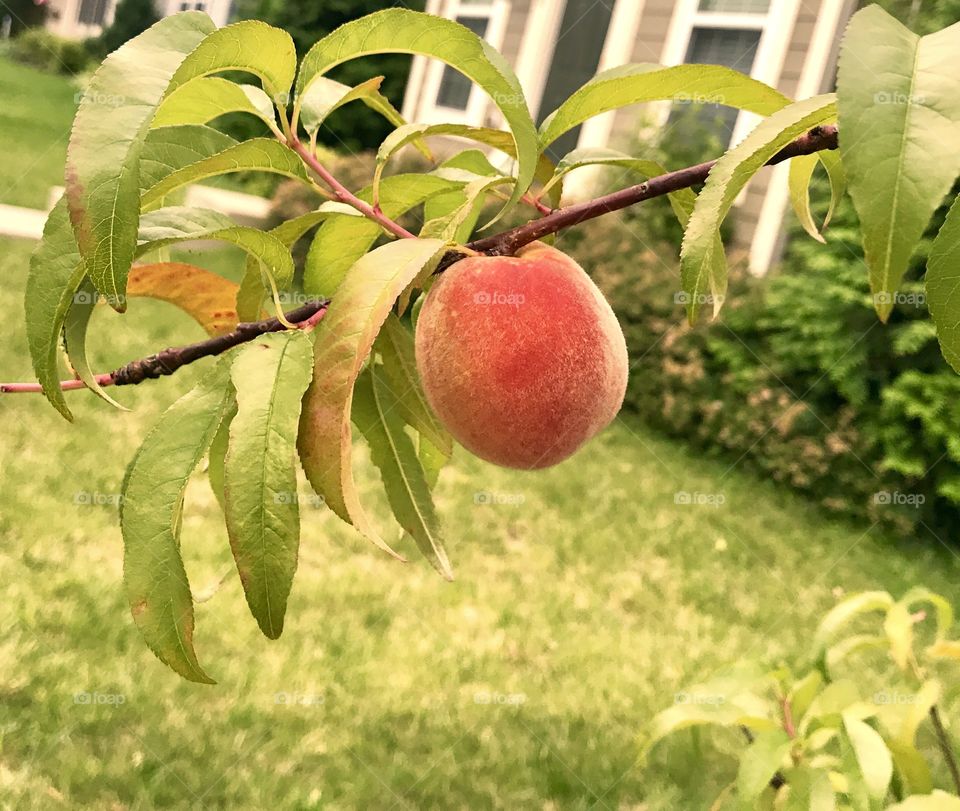 One Peach on a Branch