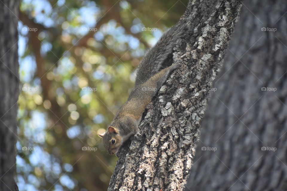 Squirrel 